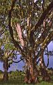 WT 1400 213-15 Kenya
